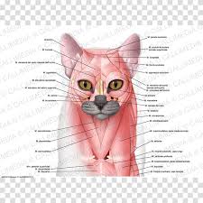 « back show on map ». Whiskers Domestic Short Haired Cat Muscle Anatomy Cat Transparent Background Png Clipart Hiclipart