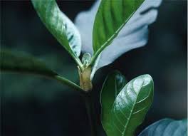 Image result for Psychotria cinerea
