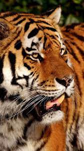 Tiger Predator Zoo Animal 720x1280 Wallpaper Animal Wallpaper Animals Wallpaper Images Hd