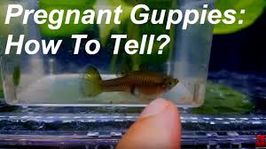 Pregnant Guppies How To Tell Youtube