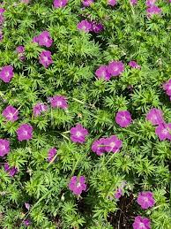 Image result for Geranium ocellatum