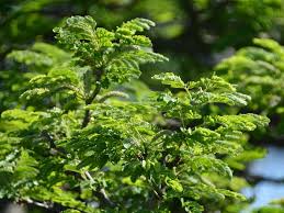 Image result for Acacia burkei