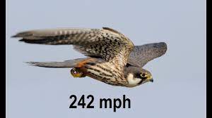 This particular species of bird reaches speeds just over 100 mph while it's flying in an undulating pattern with its tail spread wide open and its wings tucked close to its body. Top 10 Fastest Birds In The World Fastest Birds Of World Youtube