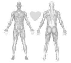 The interactive muscle anatomy diagram shown below outlines the major superficial (i.e. Muscles Of The Body Exercise Chart Freetrainers Com
