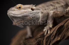 Pinvnby reptile cork terrarium background,bearded dragon tank natural bark backdrop wall habitat decor with artificial moss,23.6x15.7 reptile carpet for gecko lizard tortoise frog chameleon(2 pack) $12.59 $ 12. Pet Lizard Bearded Dragon On Black Background Stock Photo C Janpietruszka 9122006 Stockfresh