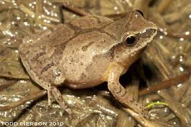 Image result for Pycreus pauper