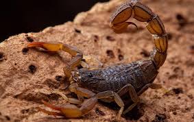 Opening hours for pest control in houston, tx. Allen Tx Pest Control Termite Solutions