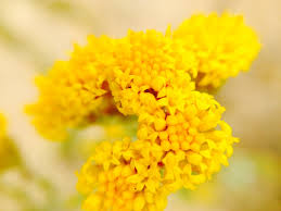 Image result for Selago coerulea