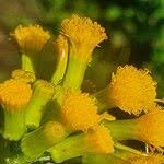 Image result for Crassocephalum montuosum