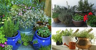 Maybe you would like to learn more about one of these? 7 Essential Container Herb Garden Tips Growing Herbs In Pots Balcony Garden Web