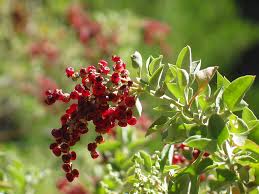 Image result for Rhagodia