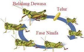 Oleh gurupendidikandiposting pada 30 april 2021. Pengertian Metamorfosis Tidak Sempurna Ciri Tahapan Dan Contohnya Pelajaran Sekolah Online