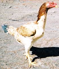 Telur ayam negeri adalah makanan favorit yang sering disandingkan sebagai lauk dengan nasi. Ayam Kampung Wikipedia Bahasa Melayu Ensiklopedia Bebas