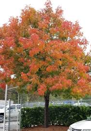 Chinese pistache tree (pistacia chinensis). Teachingtuesday Chinese Pistache