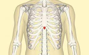 What organ is located is middle of chest under end of rib cage? Xiphoid Process Pain Lump And Removal