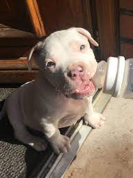 Pandora Chiot Puppy Puppies American Bully Giant Xl Xxl Bully Pitbull A Vendre For Sale France Belgique Kennel Ele Pitbull Puppies Cute Pitbull Puppies Puppies