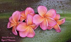 Kimo Plumeria Plumeria Plumeria Flowers Flowers