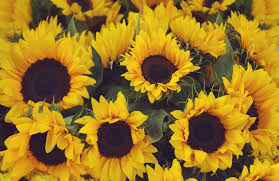 Yellow Sunflower Wallpaper Mural Murals Wallpaper