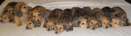 Cream dachshund puppies near me. English Cream Dachshund Puppies Belle Amore Dachshunds