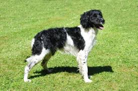 Image result for bretanský dlouhosrstý ohař