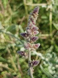 Image result for Aerva javanica