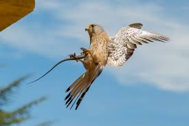 Cernícalo vulgar falco tinnunculus halcón pequeño, de alas y cola largas. Grefa Los Cernicalos Vulgares De La Casa De Alberto Ya Tienen Pollos