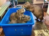 CAPYBARA LAND (Capybara Cafe & Petting Zoo) 内山 茂 | I saw a sad ...