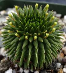 Image result for Euphorbia kilwana