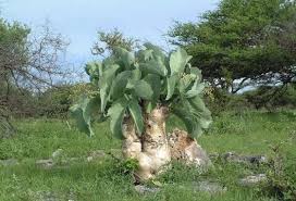 Image result for Cyphostemma spinosopilosum