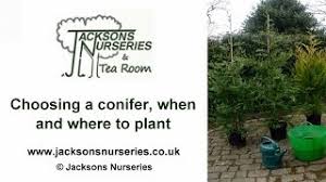Browse the plant exchange for conifers. Choosing A Conifer When And Where To Plant Youtube