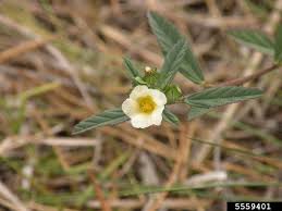 Image result for Sida rhombifolia