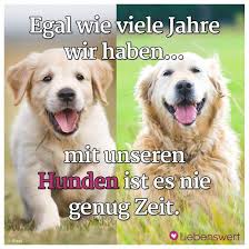 Spruche Fur Tierliebhaber Lustige Tiere Spruche Tiere Hunde