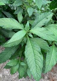 Image result for Struchium sparganophorum