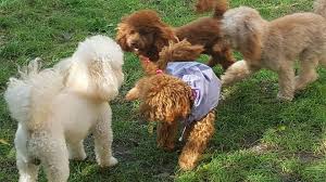 Ci sono 1 risposte a questo #topic. Il Linguaggio Del Cane Segnali Di Aggressivita Sottomissione Invito Al Gioco Paura Segnali Calmanti Barbo Blog