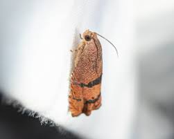 Image result for Cydia microgrammana