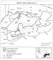 Image result for Isachne mauritiana