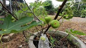 Namun walaupun seperti itu, ternyata buah tin termasuk buah. Cara Tanam Pokok Tin Hasil Buah Lebat Youtube