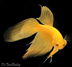 Male Yellow Betta Fish At Aquariumfish Net Betta Fish Siamese Fighting Fish Aquarium Fish