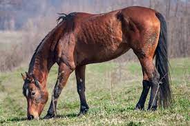 Helping Old Horses Gain Weight Before Winter The Horse