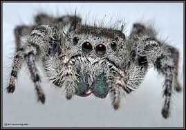 A recent survey of widow spiders in southern california led by researchers report anecdotal evidence brown widows may be displacing the black widow spider in some urban habitats. Arthropods 1a