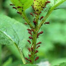 .numbers of these red aphids were found on stems of heliopsis helianthoides, false sunflower. Aphids On Heliopsis Helianthoides False Sunflower Uroleucon Bugguide Net