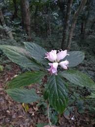 Image result for Mackaya