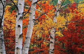 Birch Trees In Fall Birch Trees Photo Tree White Birch Trees Tree Photography