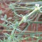 Image result for Spermacoce verticillata