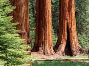 Sequoia & Kings Canyon National Parks (U.S. National Park ...