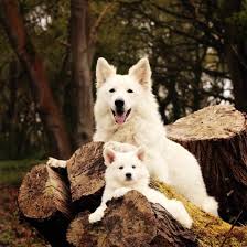 While german shepherds for sale have been around for a while, this breed's traits weren't formally standardized until color:the most recognizable color of german shepherd puppies for sale is solid black and tan. White Swiss Shepherd Home Facebook