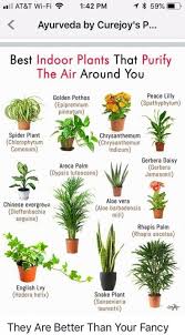 19 Ideas Plants Indoor Herbs Best Bathroom Plants Best Indoor Plants Plants