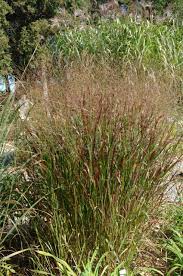 This grass is strictly upright from top to bottom, unlike 'prairie fire' whose leaves curl at the top. Panicum Virgatum Prairie Fire Panic Raide Switch Grass Jardins Michel Corbeil