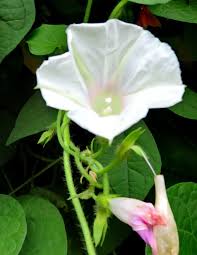 Image result for Ipomoea kituiensis