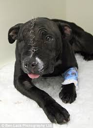 Check spelling or type a new query. Sadistic Thug 19 Beat His Terrified Dogs Every Day Until One Of Them Suffered Broken Ribs And Lost An Eye Daily Mail Online